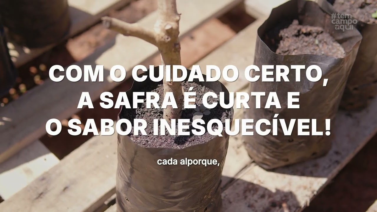 Tem Campo Aqui | Produção de Lichias