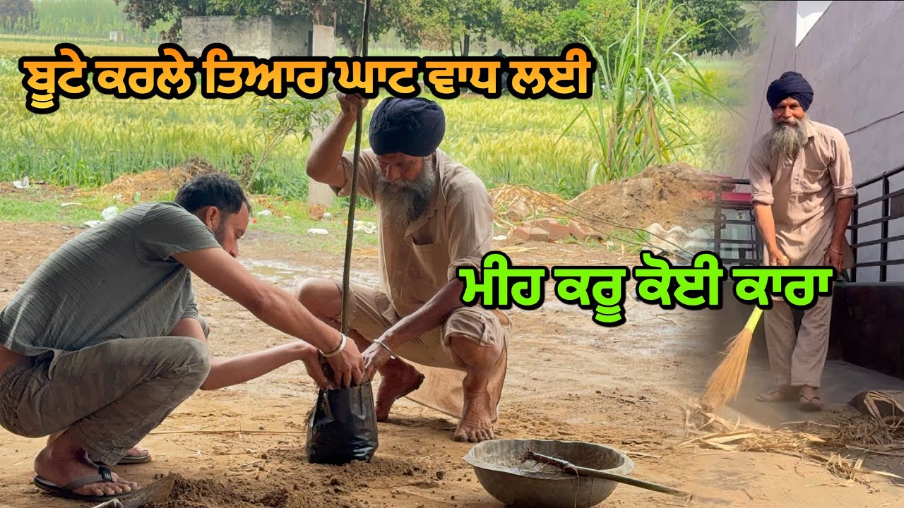 ਪੋਪਲਰਾ ਦੇ ਬੂਟੇ ਤਿਆਰ ਕਰਨ ਦੀ ਵਿਧੀ / ਮੀਹ ਨੇ ਹਲਾਇਆ ਸਾਰਾ ਕੰਮ 