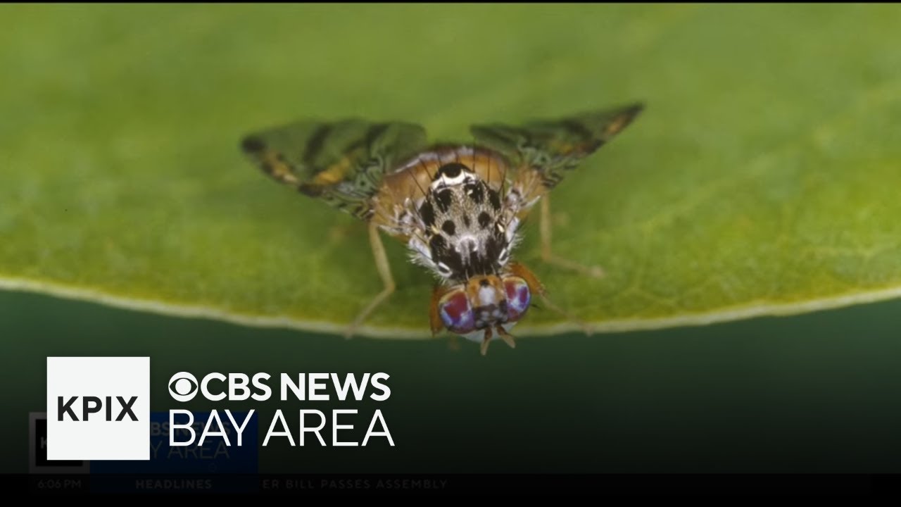 Effort underway to eliminate Mediterranean fruit flies in Alameda County