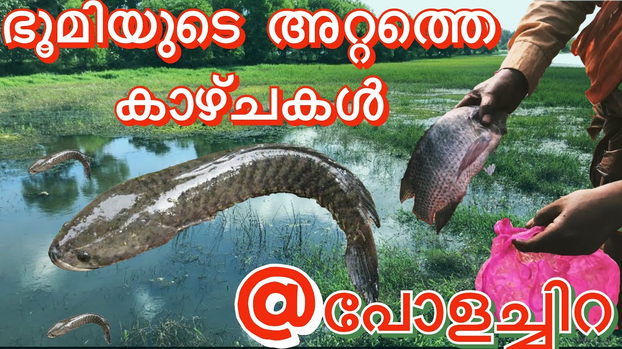 പോളച്ചിറയുടെ മനോഹര കാഴ്ചകളും|🎣മീൻ പിടിത്തവും | fishing 🎣 |Beautiful views of polachaira |