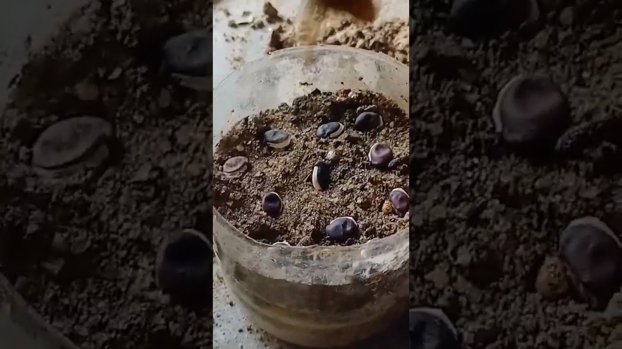 How to grow sim phali seeds।