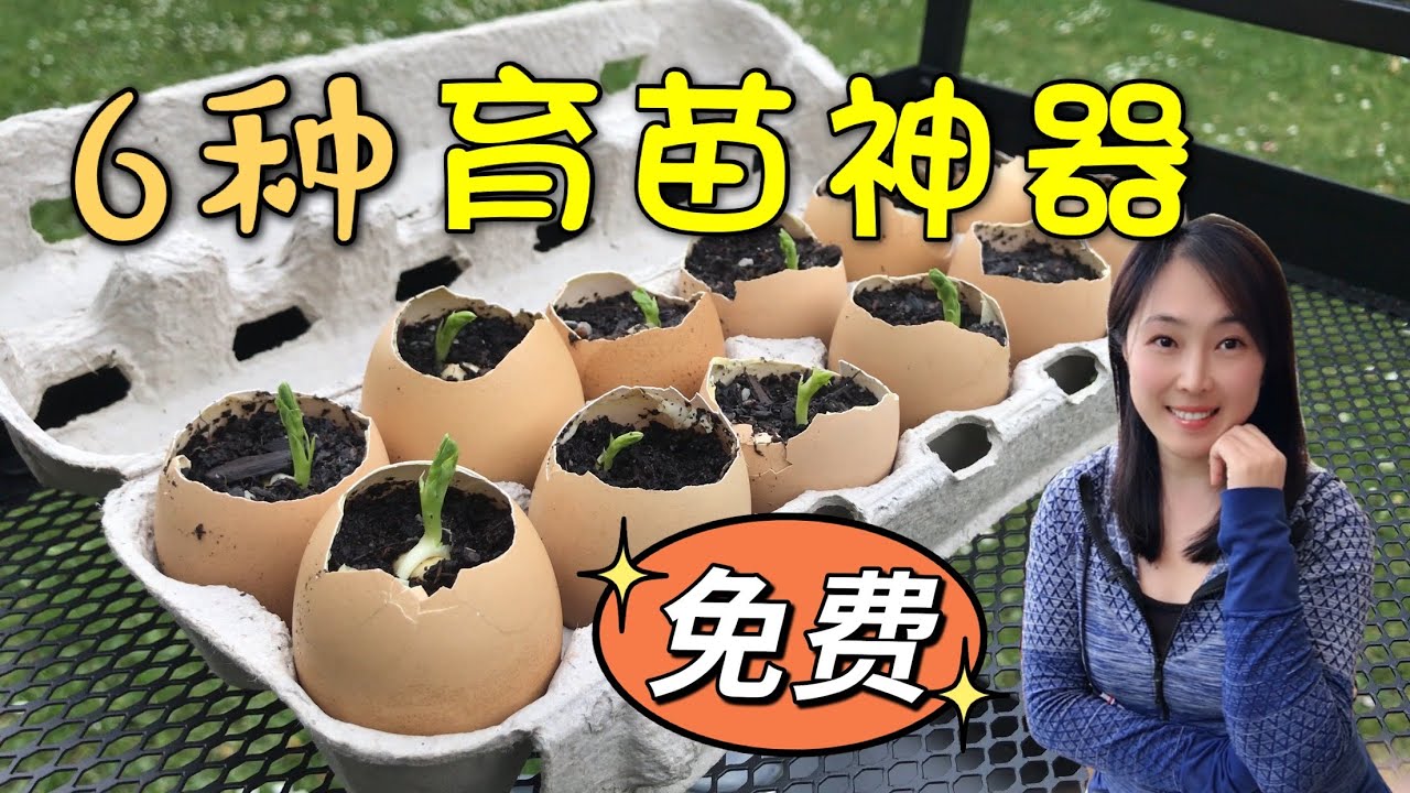 【种植53】6种免费的育苗神器，提高出苗率，省钱又好用 6 kinds of free raising seedling containers from your household