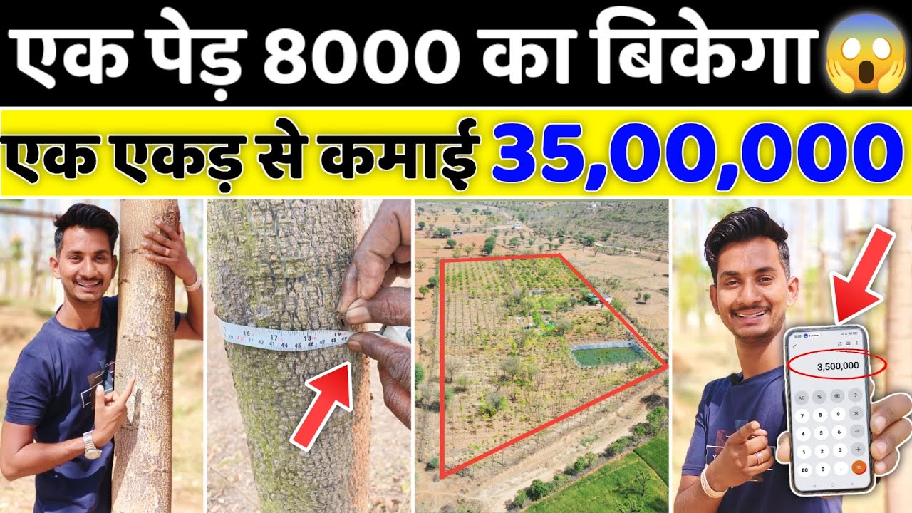 इस लकड़ी 🪵से कमाए 35 लाख एकड़ 💵|| Melia Dubia Farming in India || Malabar neem ki kheti