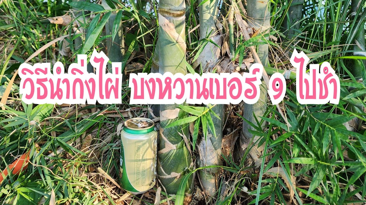 วิธีนำกิ่งไผ่บงหวานเบอร์ 9 ไปชำครับ