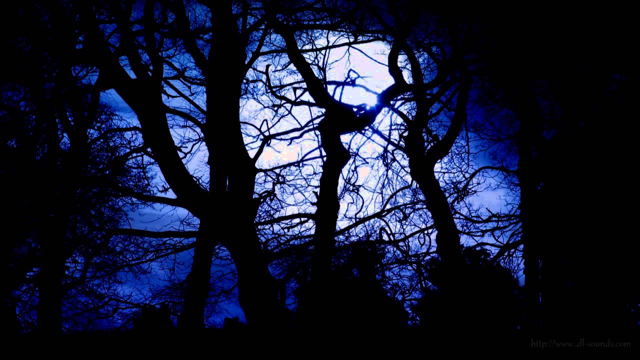 Forest at Night Sounds | Owls & Crickets | Rustling leaves and wind