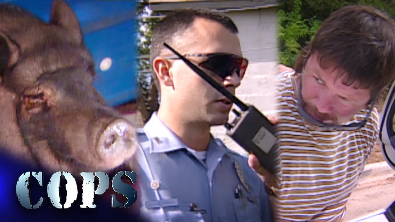 🔴 Surprising Police Discoveries: Firearms, Drugs, and a Pot-Bellied Pig | COPS TV SHOW