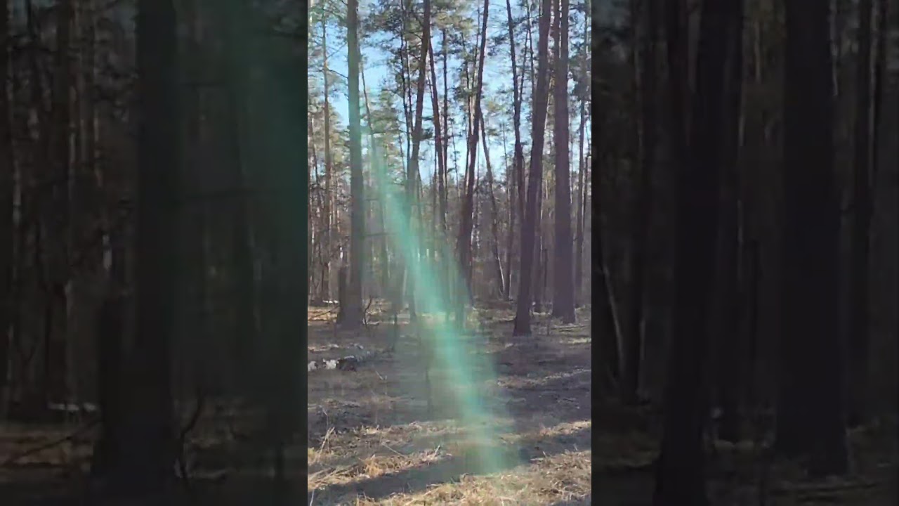 Место для пикника у канавки Водицы в Пуще (05.04.2026)
