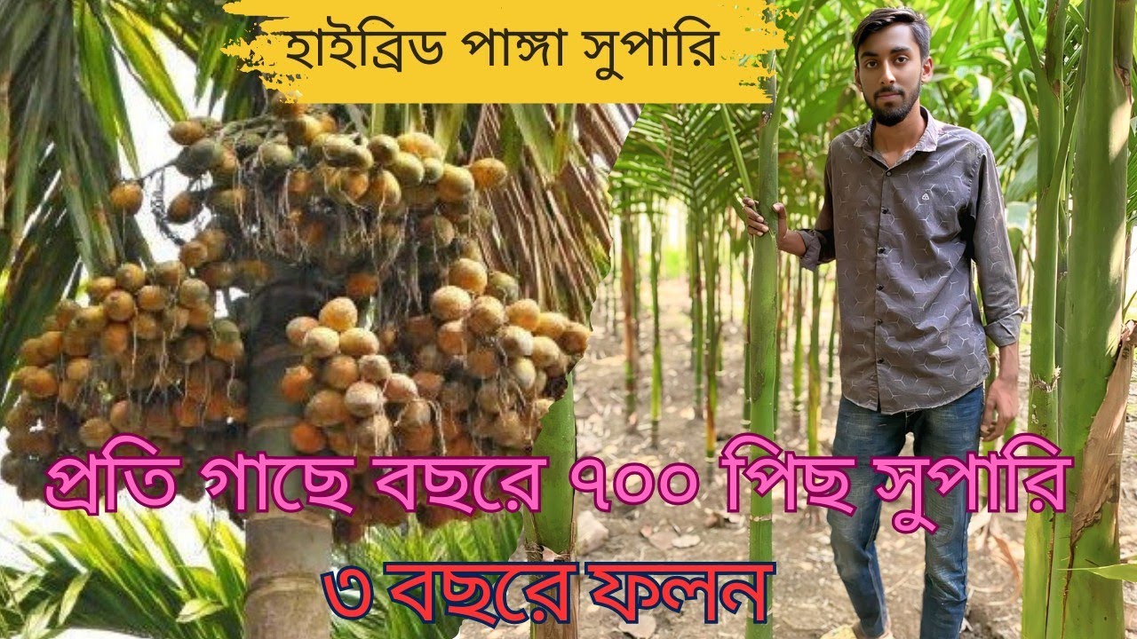 হাইব্রিড পাঙ্গা সুপারি। উচ্চ ফলনশীল জাতের সুপারি চারা পাচ্ছেন আমাদের কাছে। অর্ডার করতে ☎️01304881746