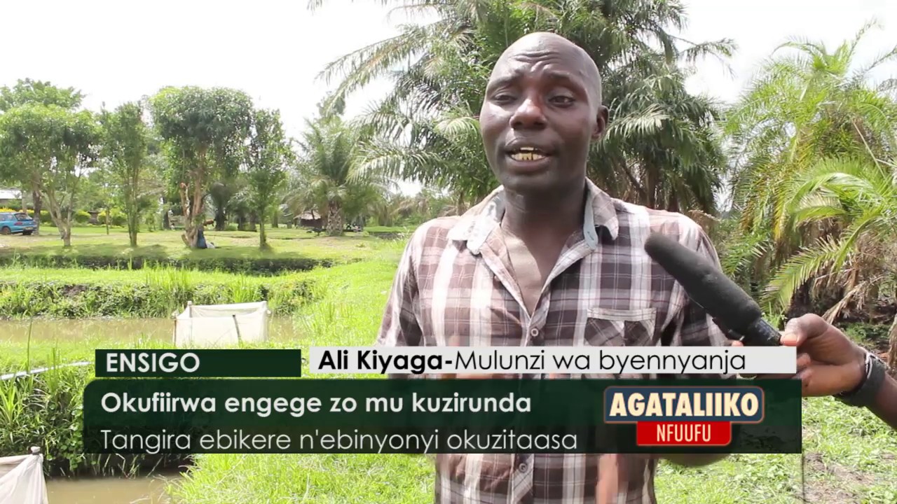 ENSIGO: Okufiirwa Engege zo mu kuzirunda.