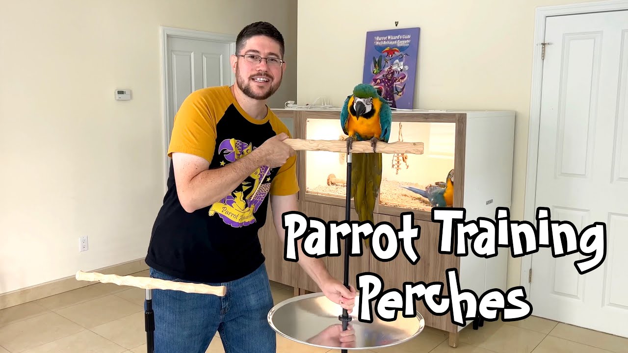 Parrot Training Perch ❤️🦜