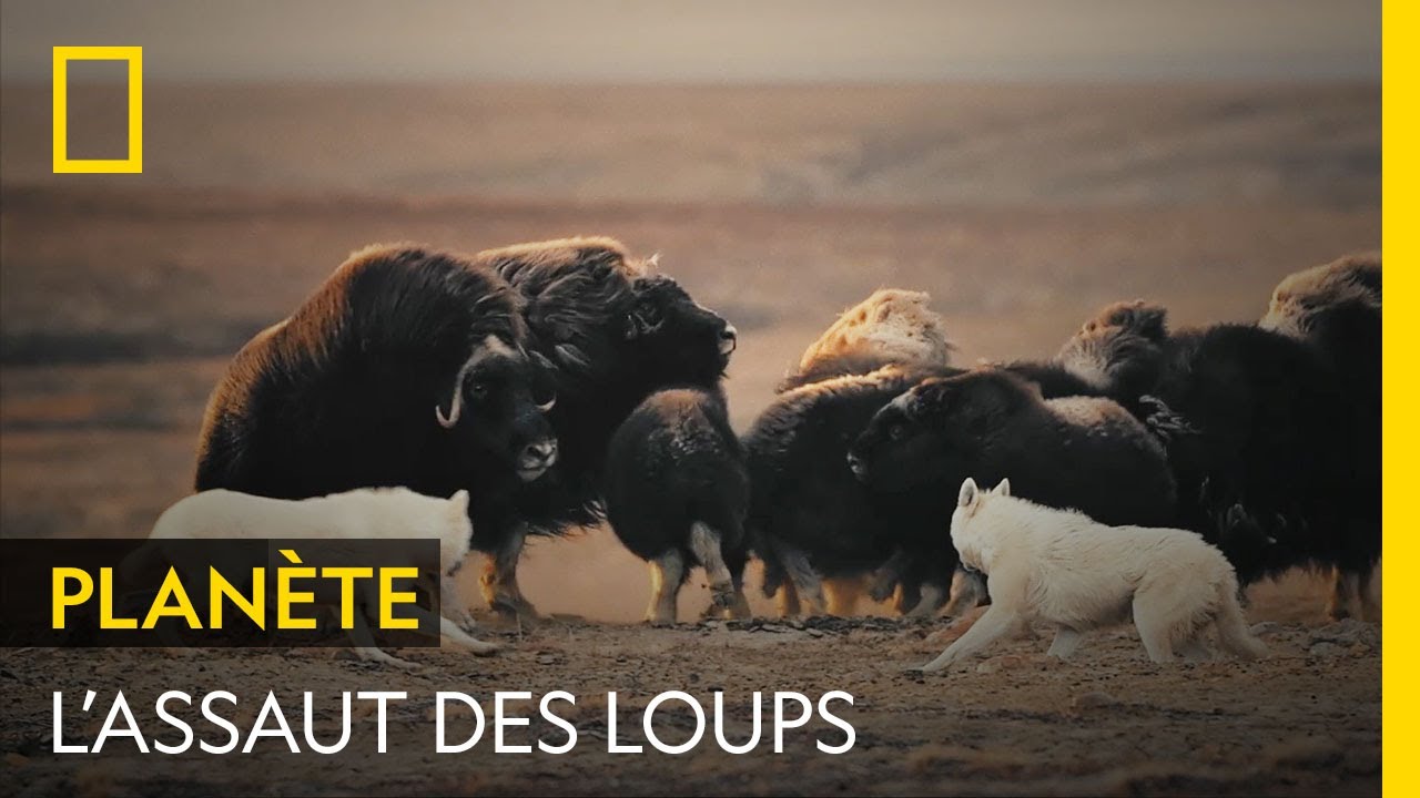 Une meute de loups se lance à l'assaut d'un troupeau de bœufs musqués
