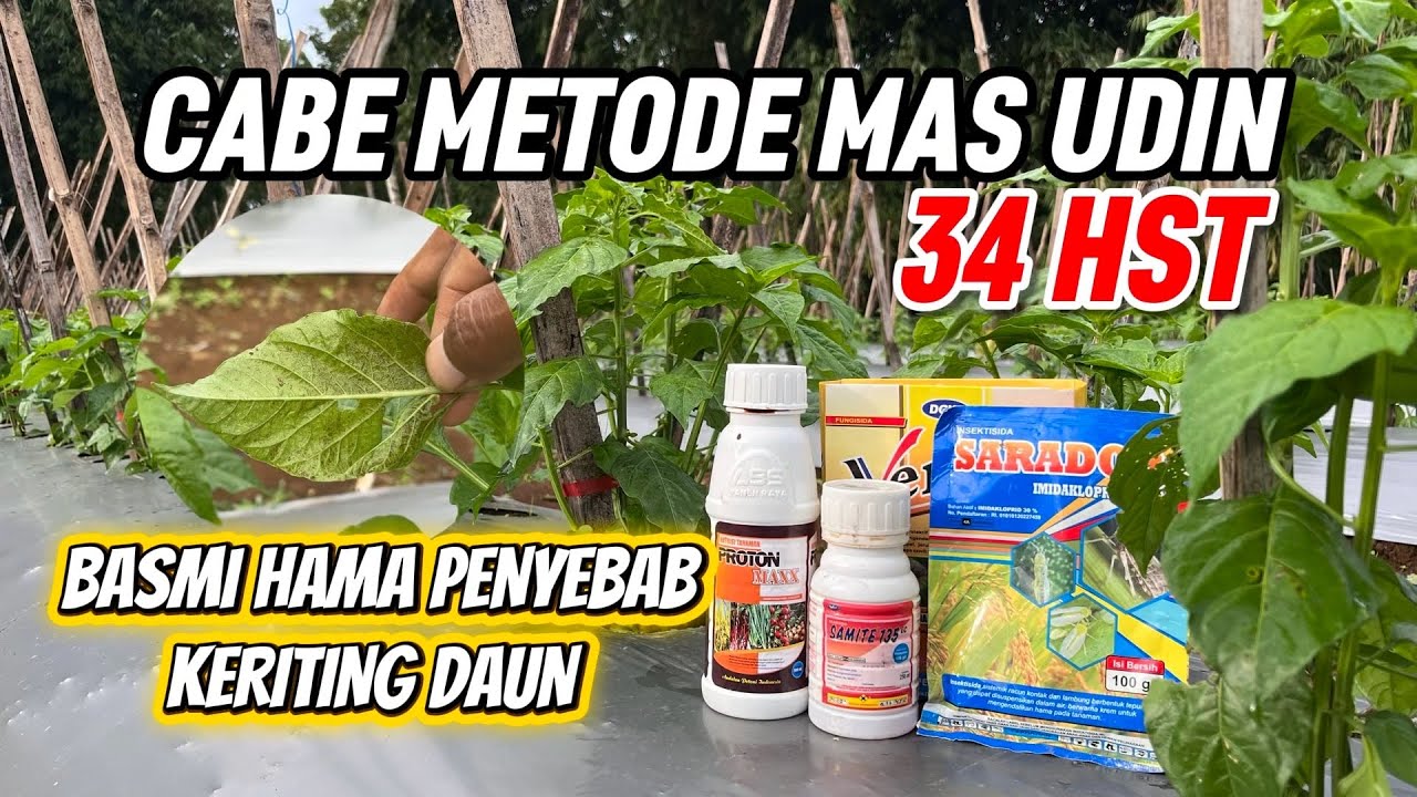 34 HST • MENGATASI HAMA TUNGAU PENYEBAB KERITING DAUN | CABE METODE MAS UDIN