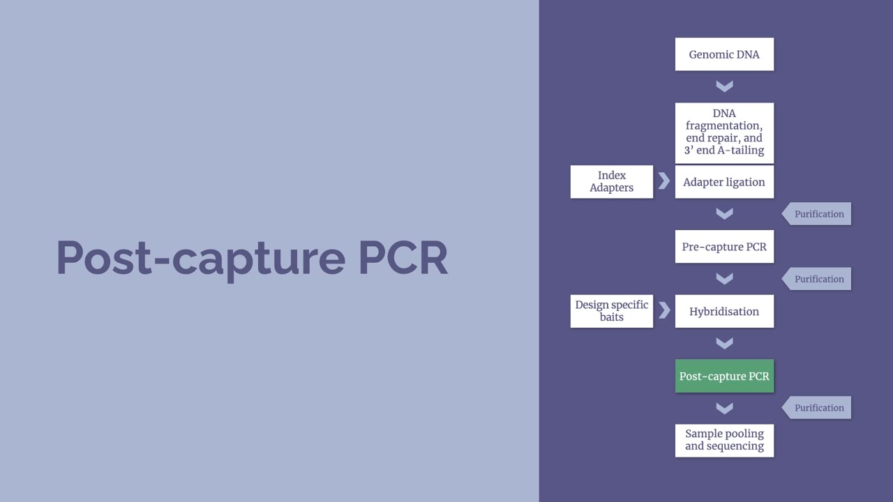 NGS Workflow - Post-capture PCR, sample pooling, and sequencing