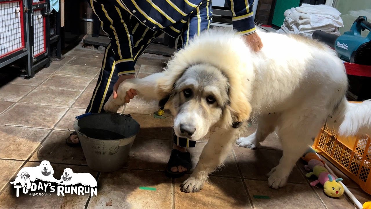 汚れてますが何か？と綺麗にされるのが迷惑そうなベルです　Great Pyrenees　グレートピレニーズ
