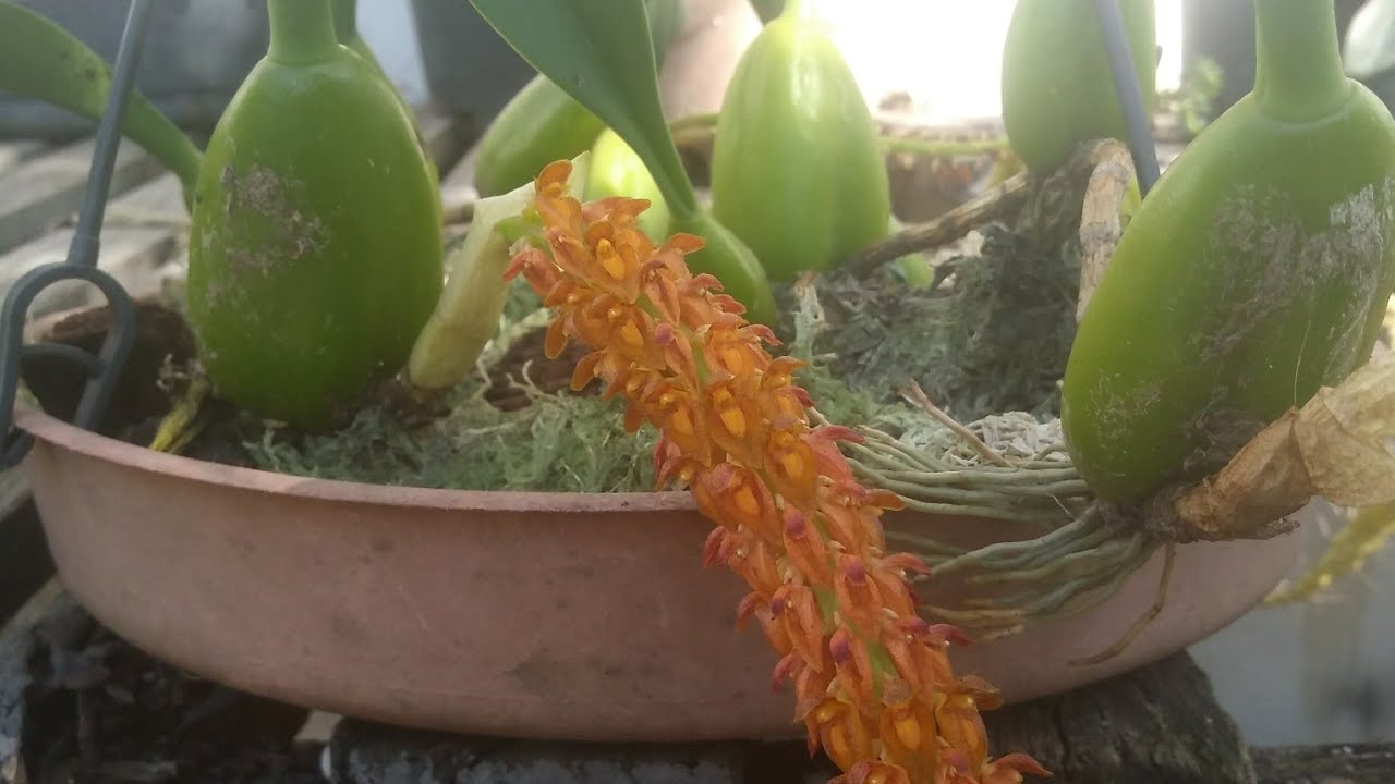 bulbophylum caryeanum #bulbophyllum #cultivo