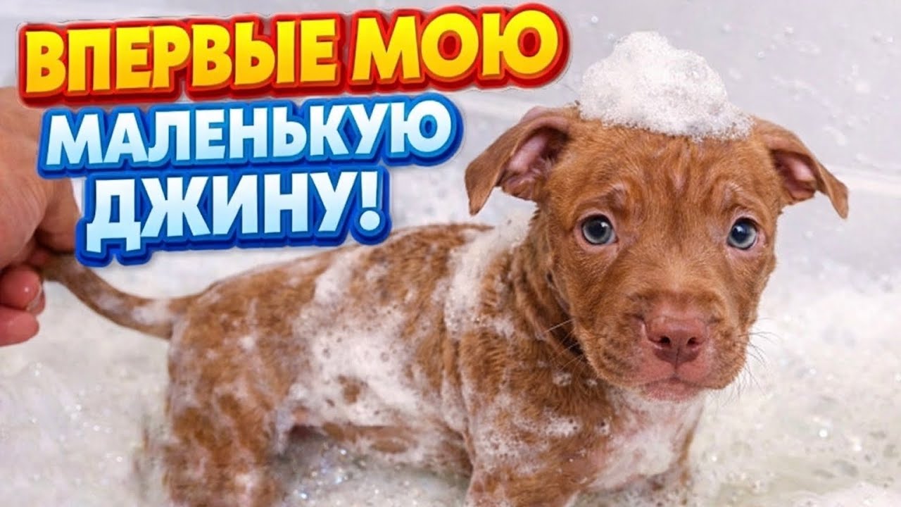 Купаю Щенка  Питбуль Джина 2 месяца