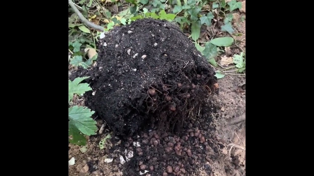 Ab in den Wald, Elsbeere und Speierling pflanzen, Bäume für die Zukunft