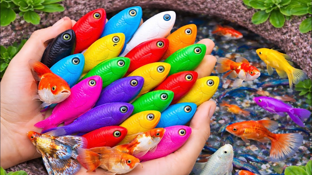 Ikan Warna-Warni Ini Bikin Salah Fokus, Tangkapnya Gagal?