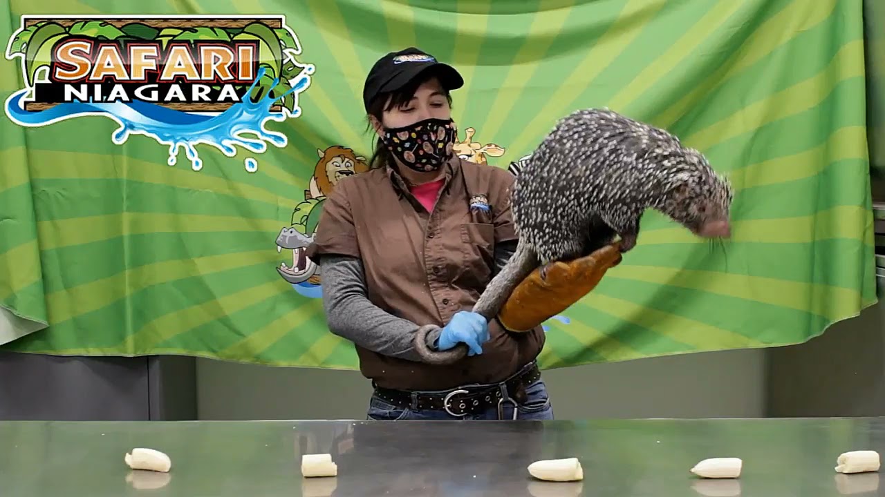 SN Zooniversity Live Hippo Trailer