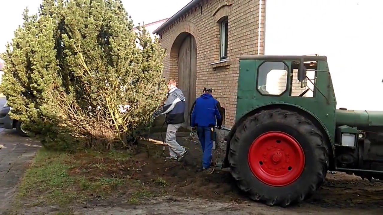 IFA Pionier Baum ziehen