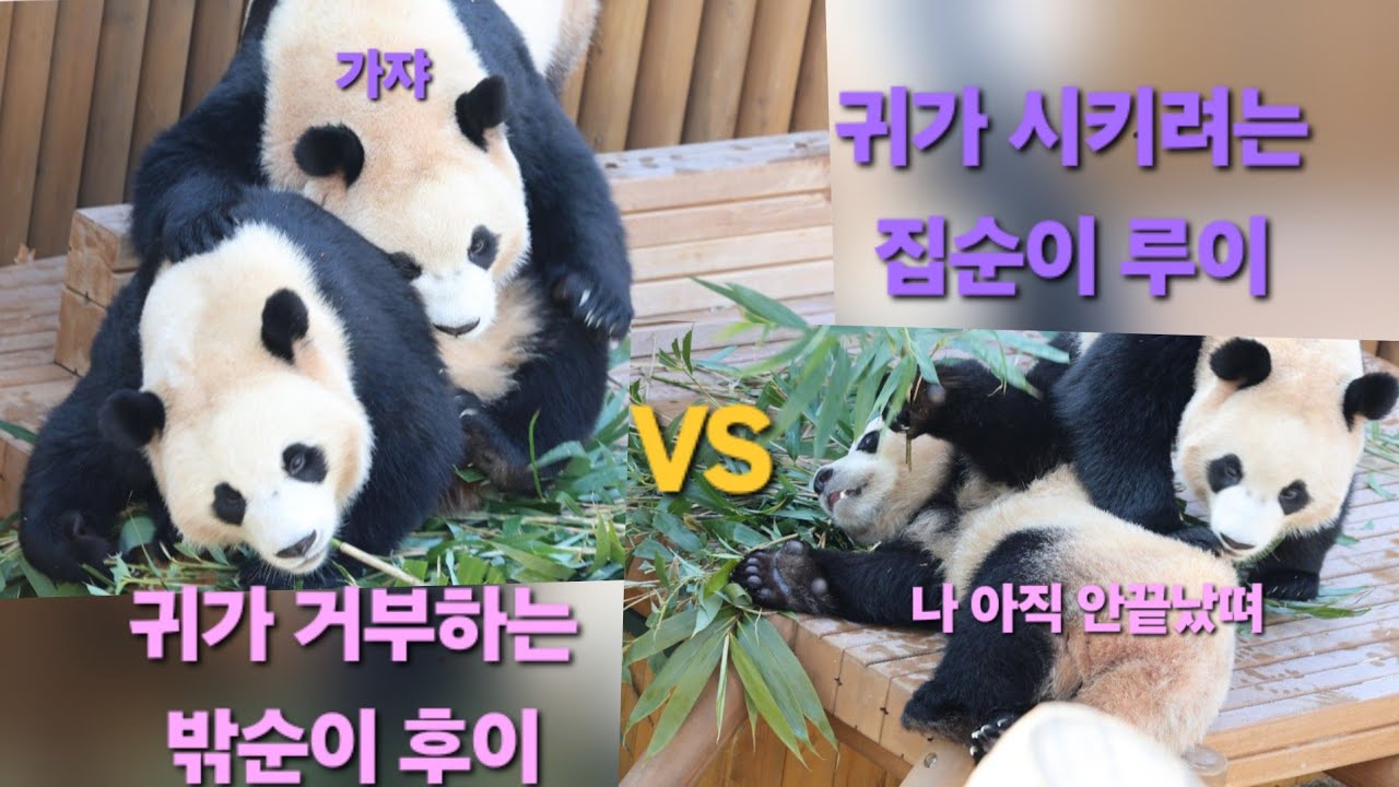 EP.37 💜동탱 강제 귀가기키려는 집순이 루이 VS 귀가 거부하는 밖순이 후이🩷 #루이바오 #후이바오 #푸바오 #세컨하우스 #판다월드 #panda 