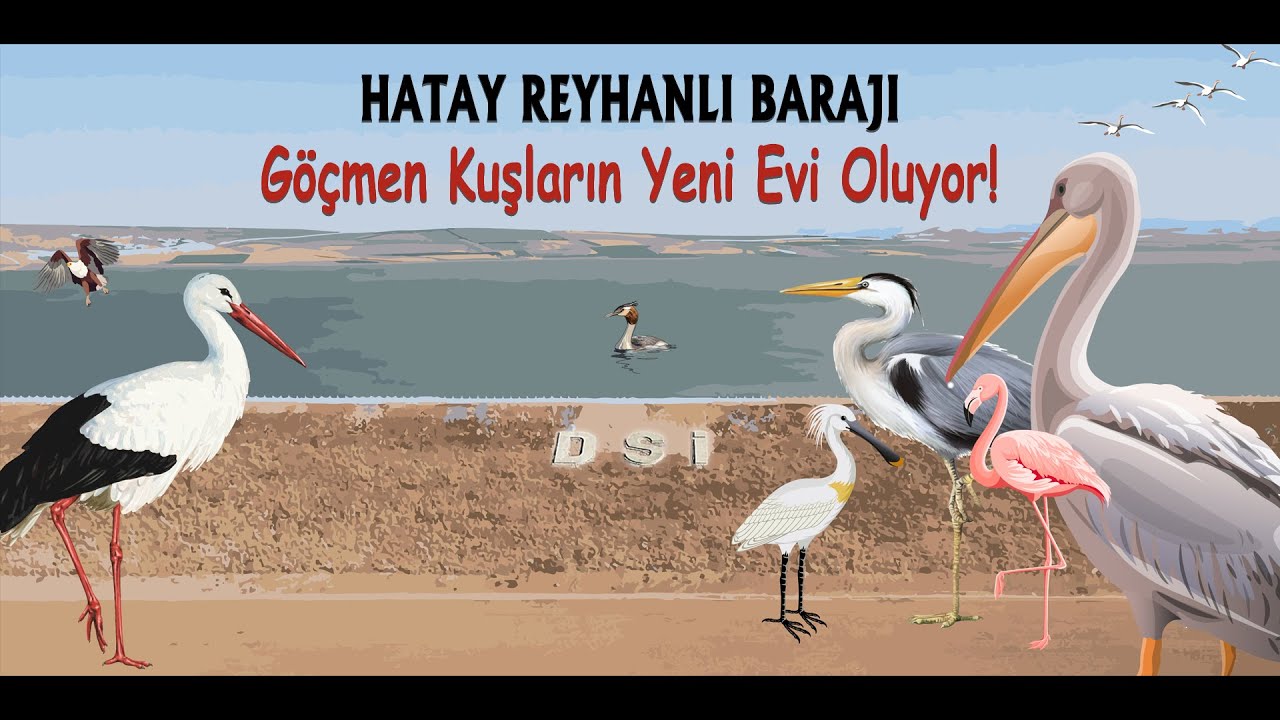 Türkiye'nin En Uzun Barajı, Hatay Reyhanlı Barajı, Göçmen Kuşların Yeni Evi Oluyor!