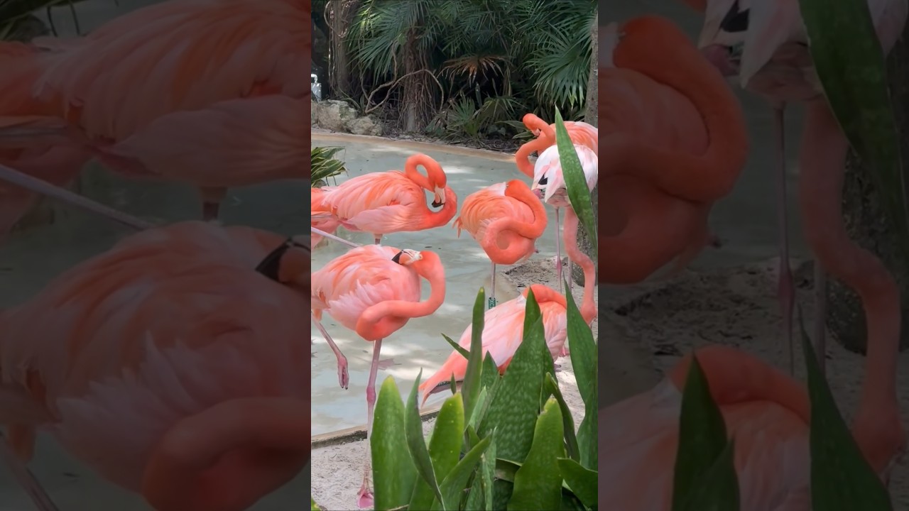 Tropical Vibes with These Pink Flamingos! 🌴🦩#Flamingo #Wildlife #Nature #PinkFlamingos