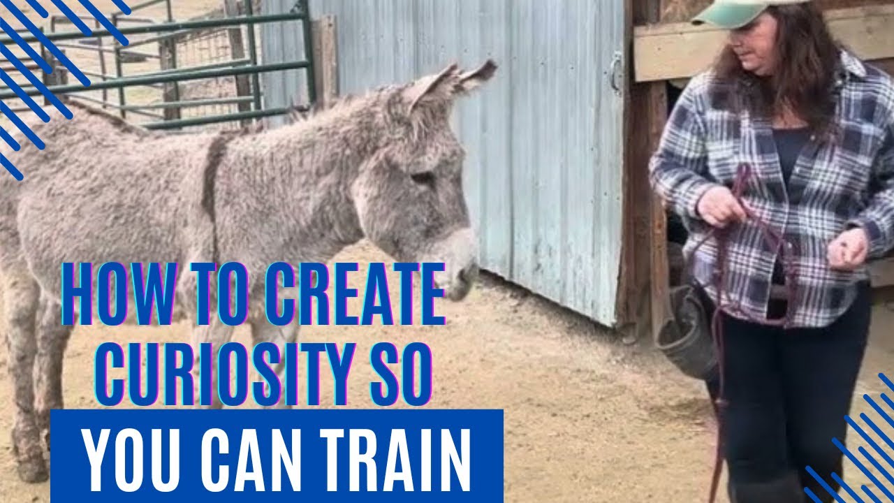 Halter Training a Nervous Donkey | Training Wild Burros
