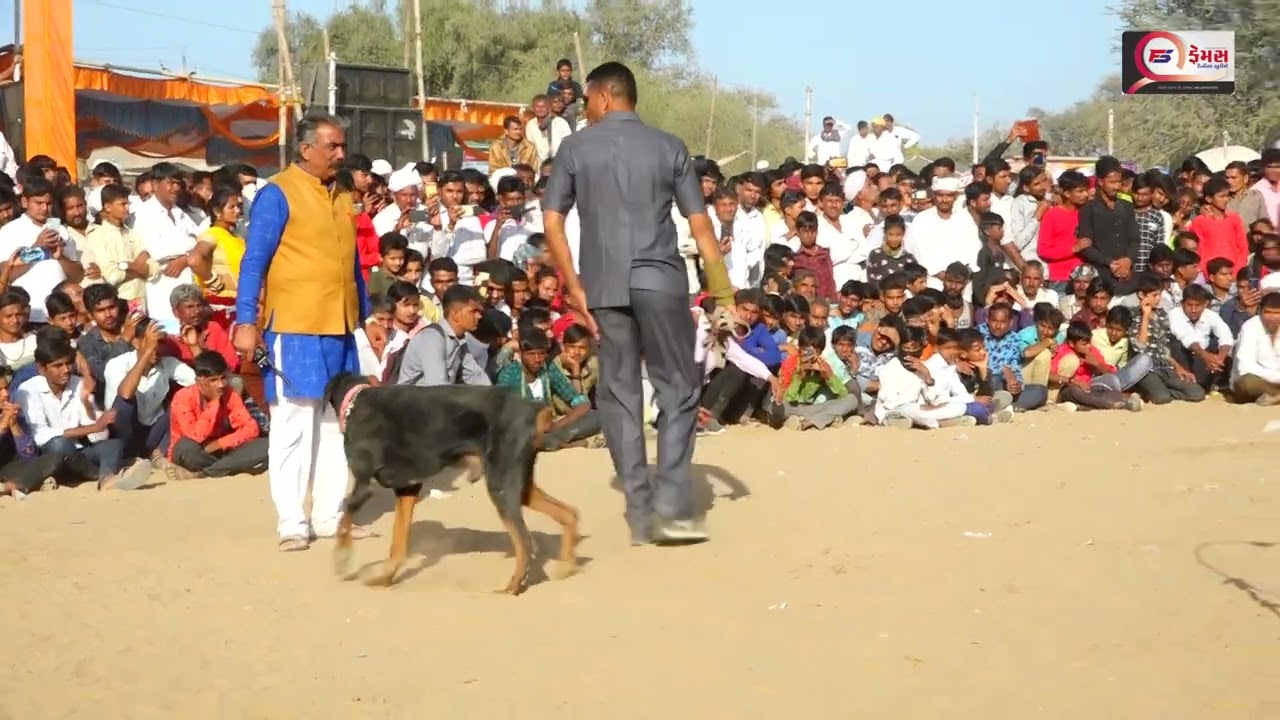 Dog so Jasra mela 2024 famous diejtal stodio Lakhani