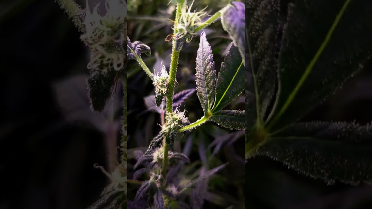 Dantes Inferno 😈👹 #viralvideo #growlights #viralshorts