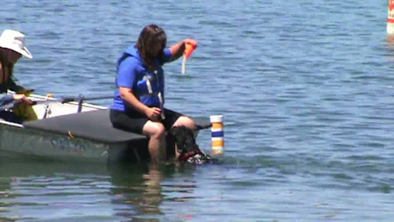 Barley the PWD at the Water Trial ~ Working Water Dog Level