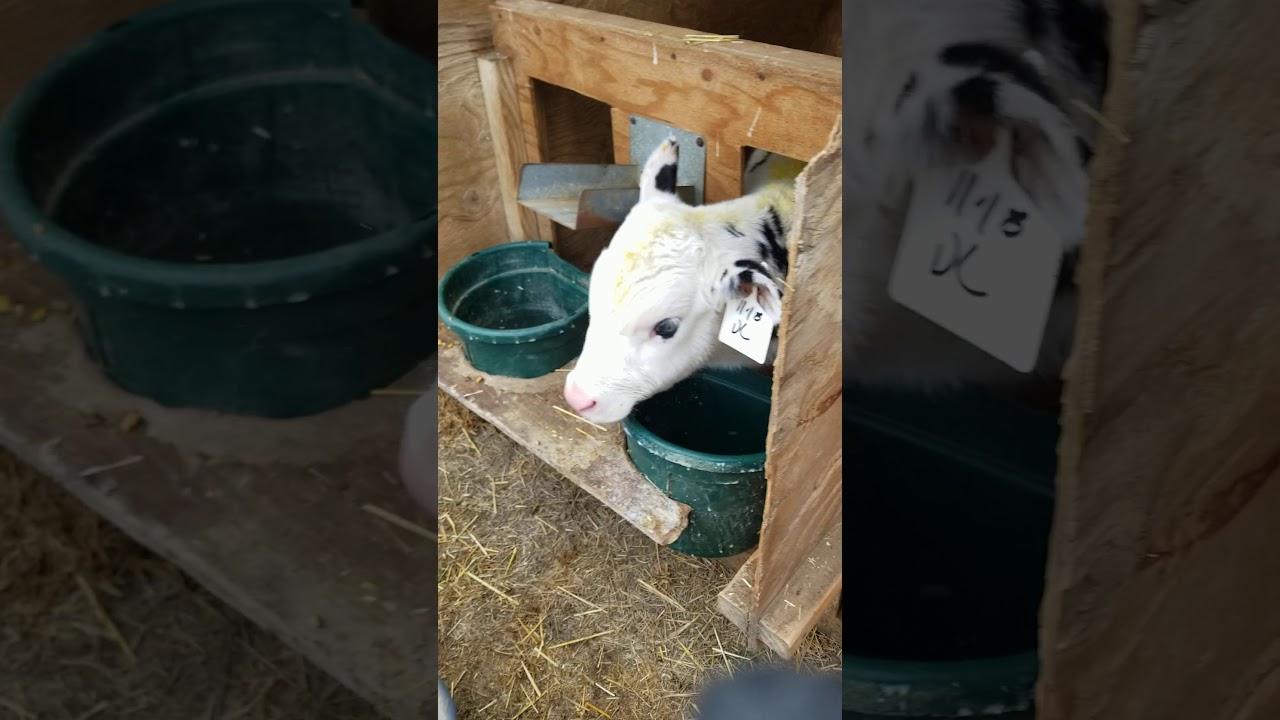 CRIANZA ARTIFICIAL DE BECERROS HOLSTEIN