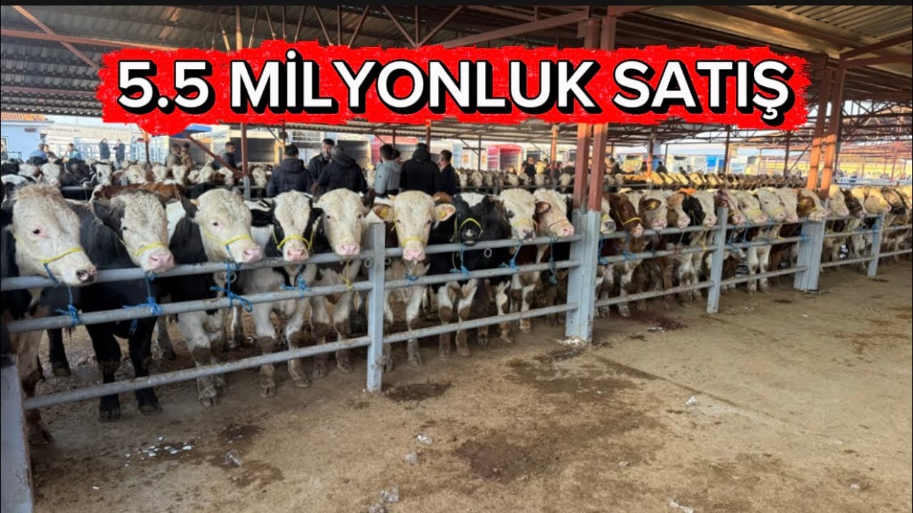 KIRŞEHİR HAYVAN PAZARI 14 ARALIK GÜNCEL FİYATLAR