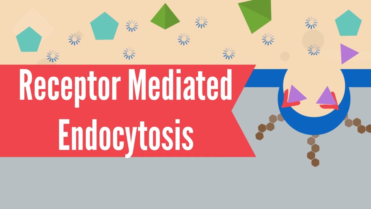 Receptor Mediated Endocytosis