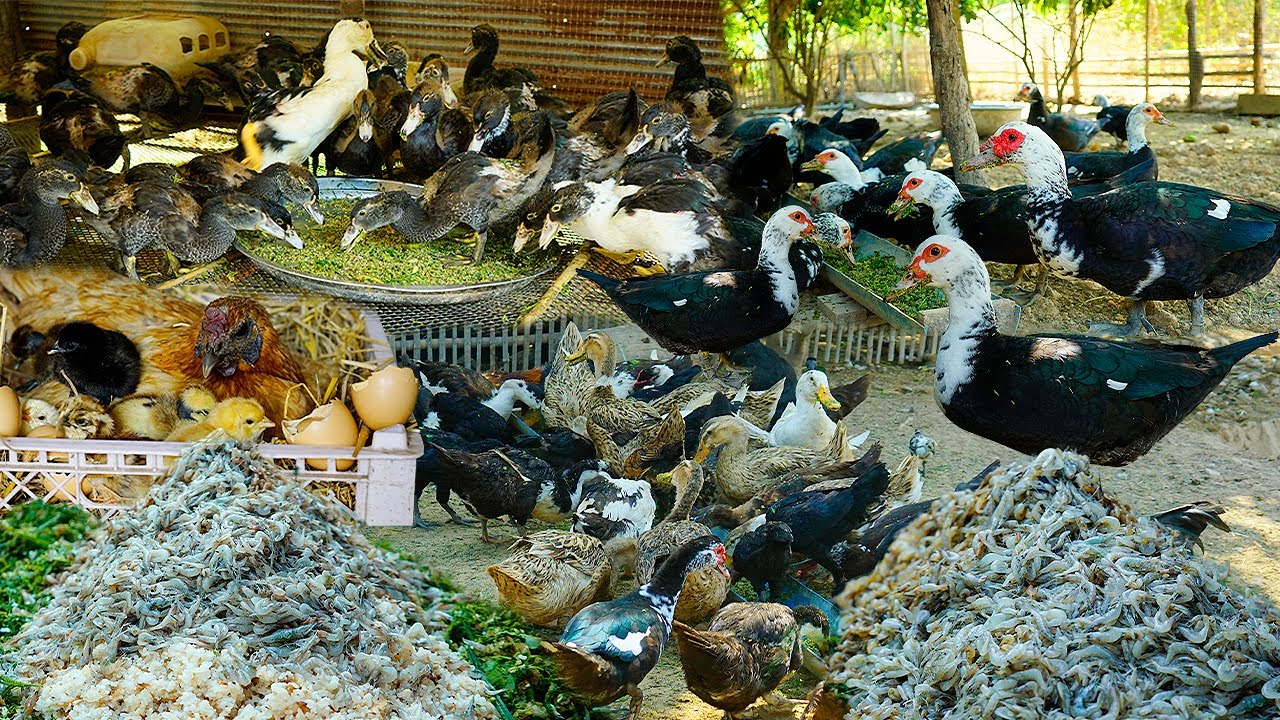 Duck & Chicken Feeding Secrets:  Expert Tips for Fast, Healthy Growth