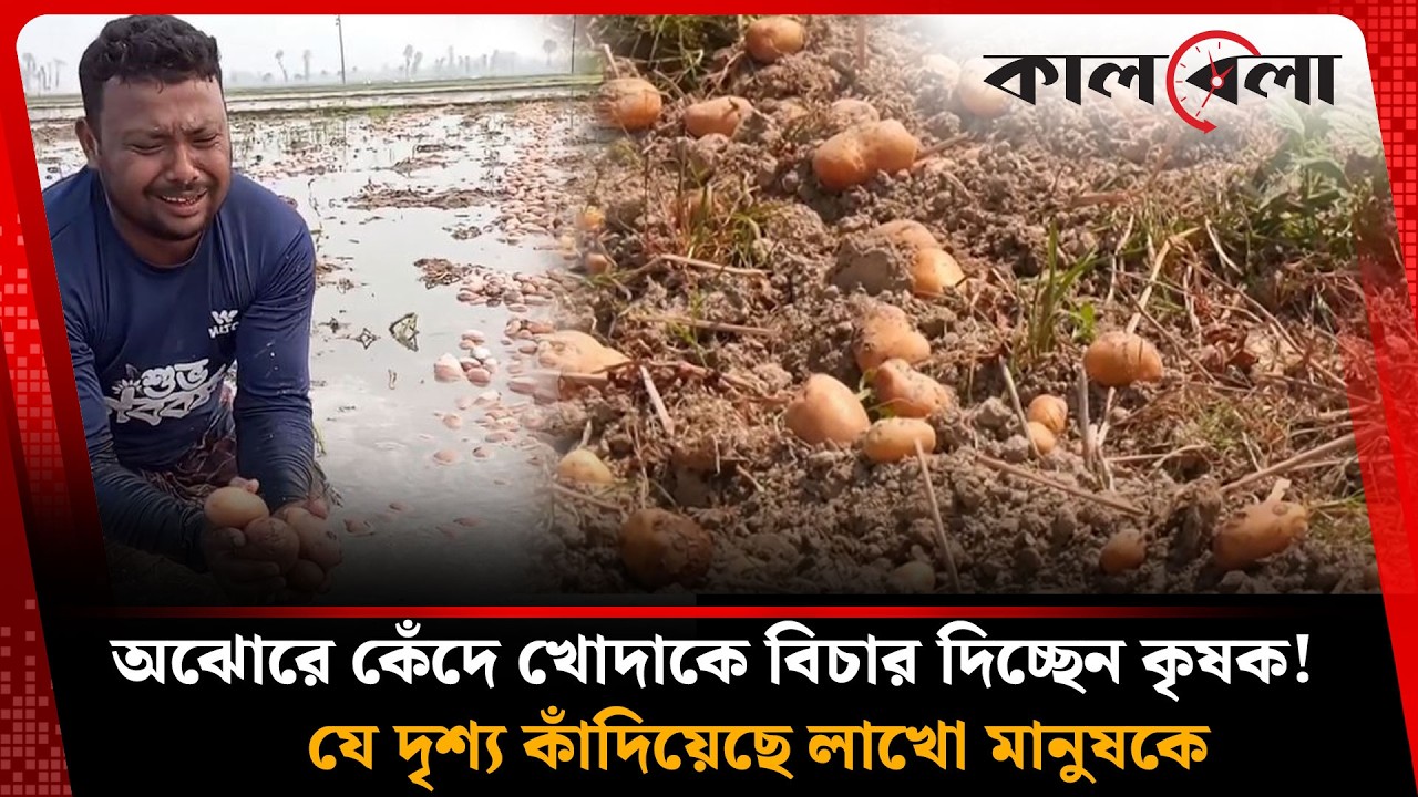 সব শেষ! আলু হাতে খোদাকে বিচার দিয়ে অঝোরে কাঁদছেন কৃষক! | Potato under water | Kalbela News