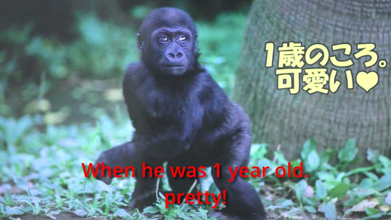 モモタロウの22才の誕生日💗ゴリラ舎のモニター映像入り【京都市動物園】