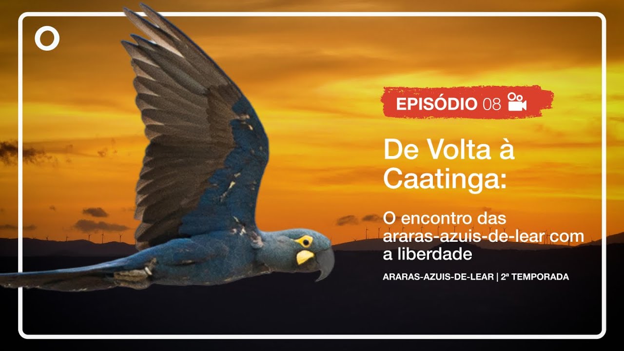 2ª Temporada | EP 8. De Volta à Caatinga: O Encontro das Araras-Azuis-de-Lear com a Liberdade