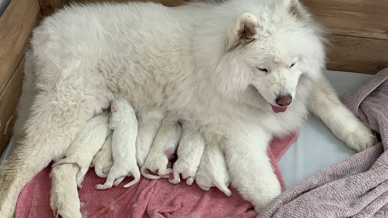 What Seven Newborn Samoyed Puppies Look Like