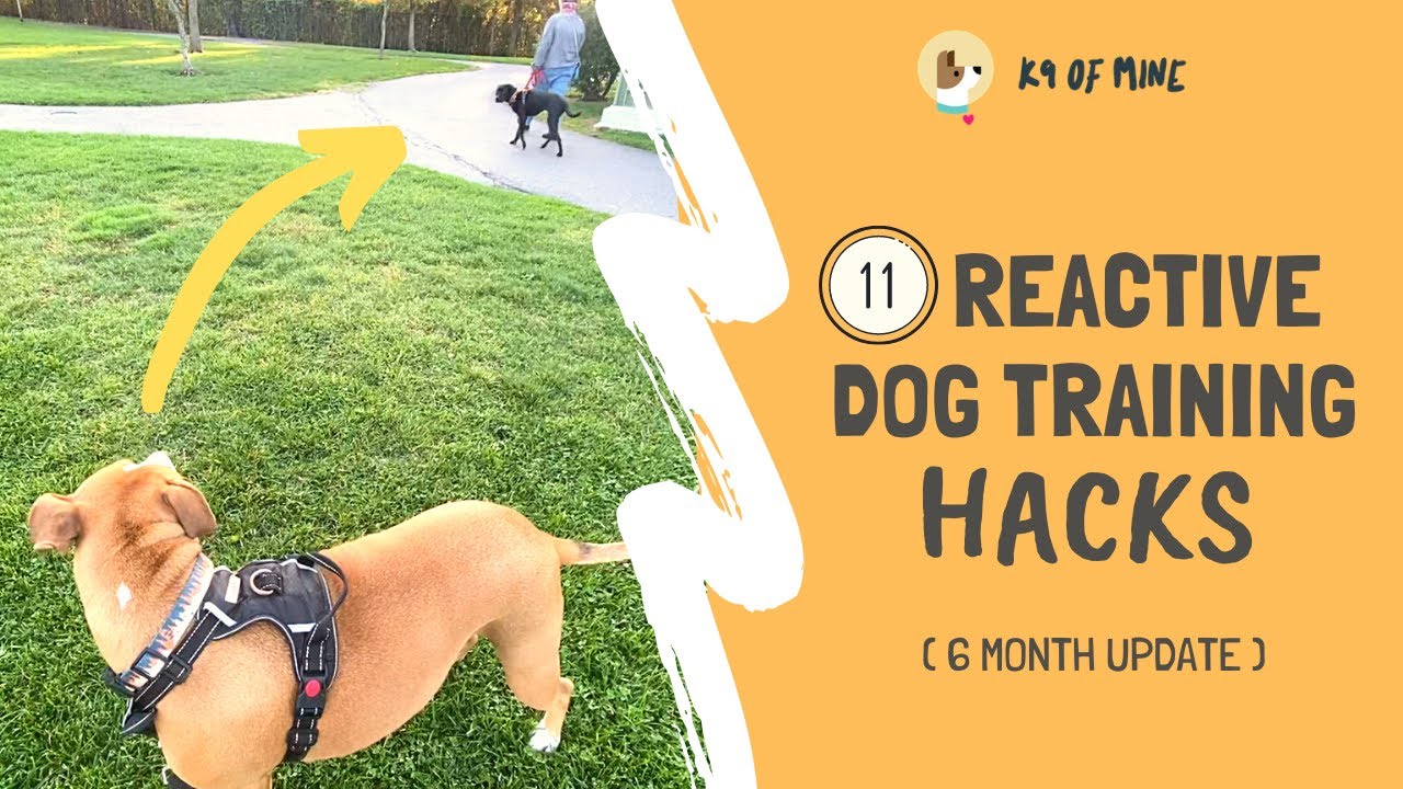 11 Reactive Dog Training Hacks: Walking a Dog Who Barks & Lunges