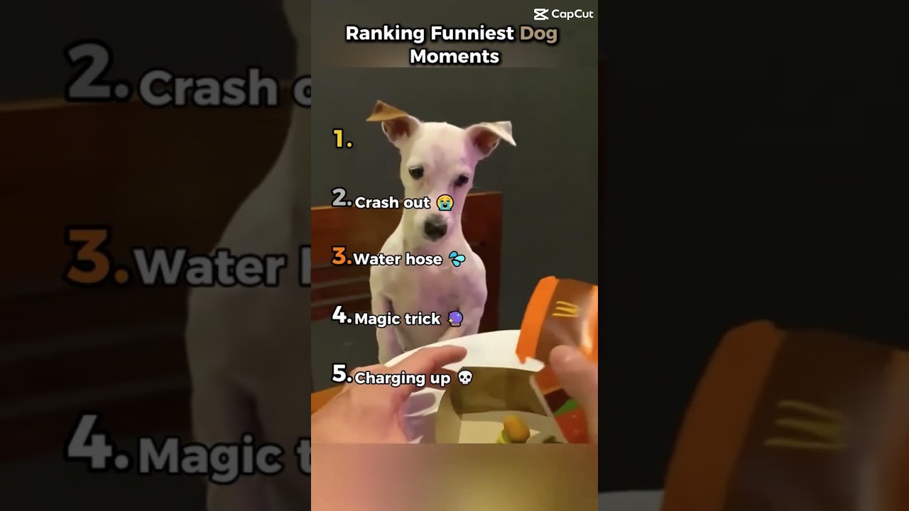 Ranking best dog moments 2