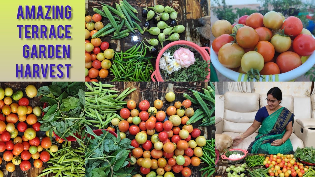 అమేజింగ్ టెర్రస్ గార్డెన్ హార్వెస్ట్ Amazing Garden Harvest🍆🍅🥬🌶️ Bobbili Anitha's Terracegarden