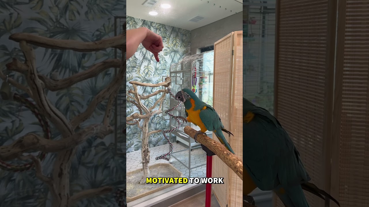 Bird Training: How To Teach Your Parrot To Spin in Less than 5 Minutes