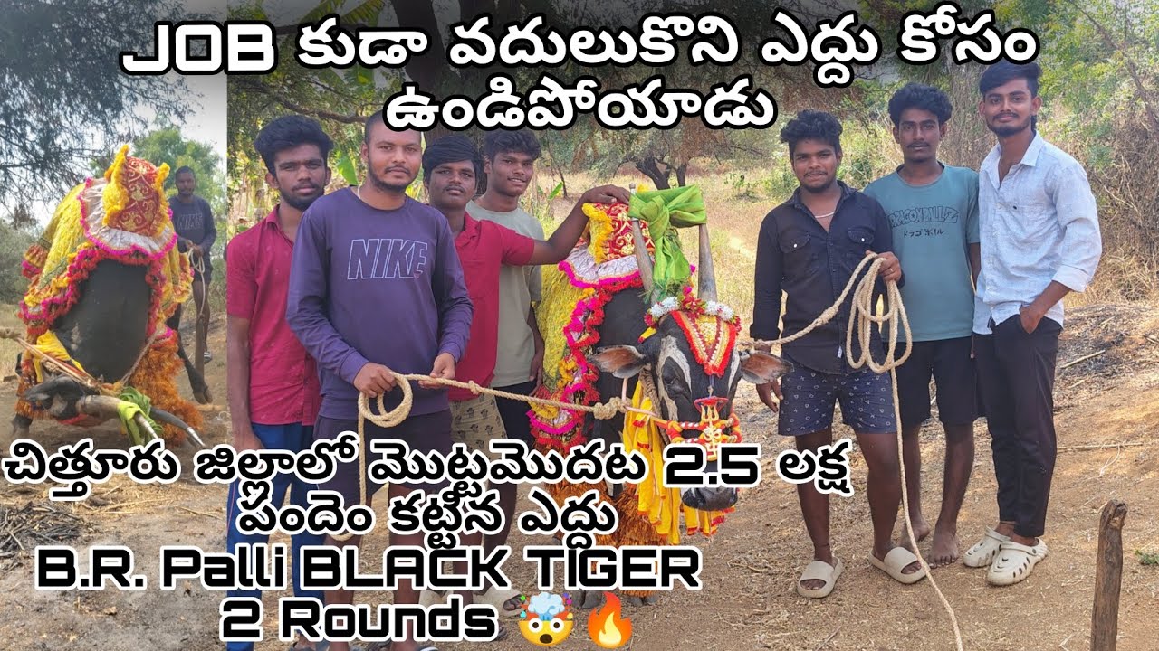 #2.5 lakh పందెం 🤯