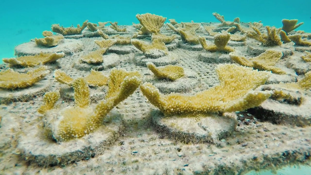 Petit St Vincent Coral Restoration Timeline 2017 to 2021