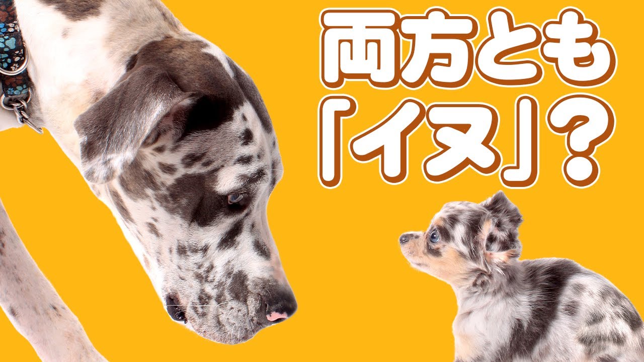 体重が30倍なのに同じ「イヌ」なのおかしくない？#69