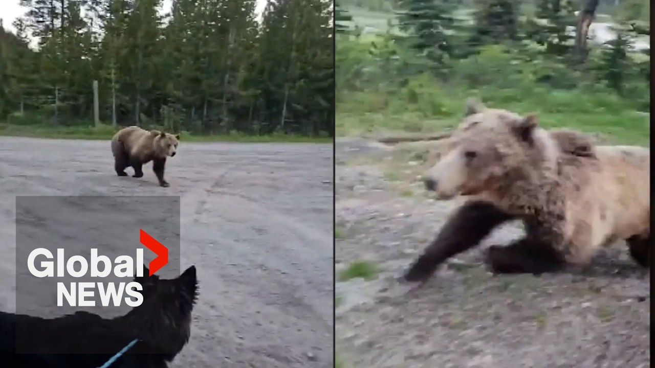 &ldquo;No&hellip; go away!&rdquo;: Close encounter with a Kananaskis grizzly bear caught on camera