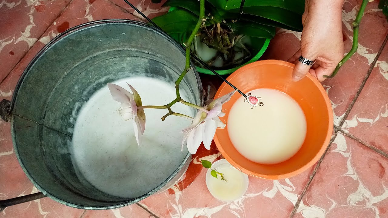 Hierro poderoso para Plantas y quita Hojas Amarillas