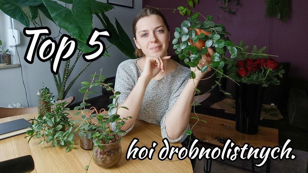 Top 5 hoi drobnolistnych i jak o nie dbam 🌱