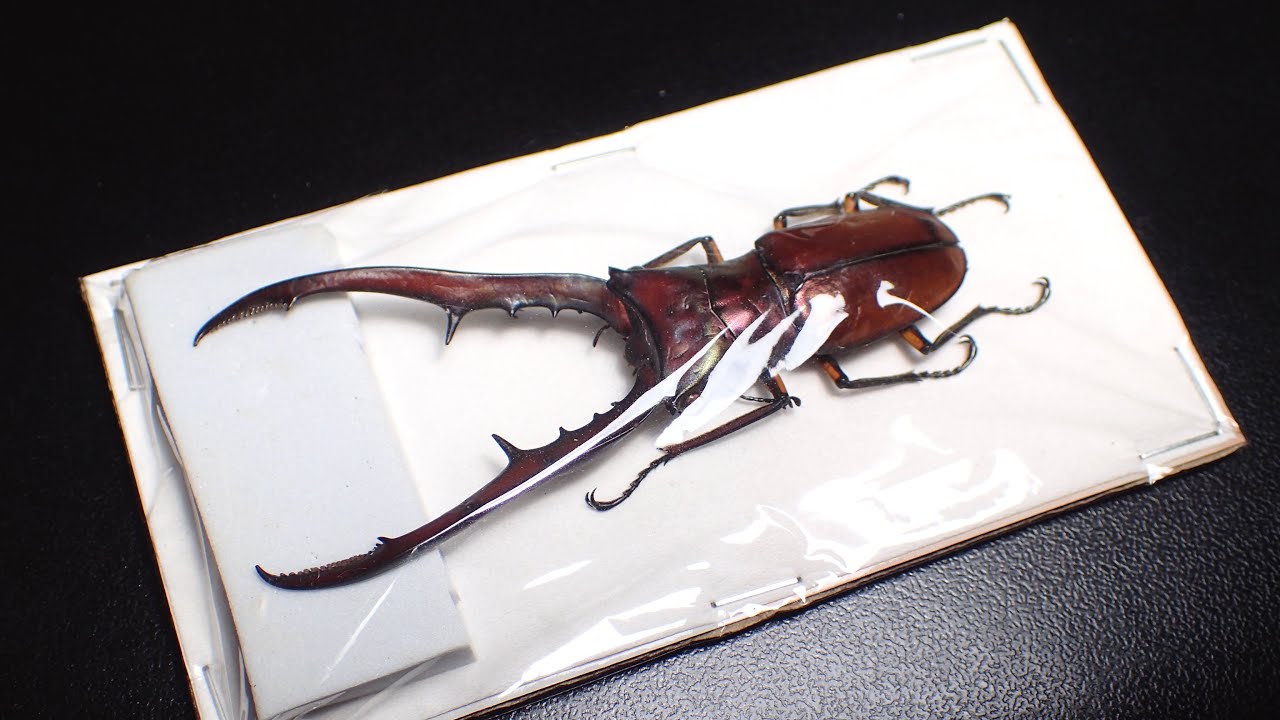 15000円で購入した虫の死骸 針刺し標本に仕上げてみた